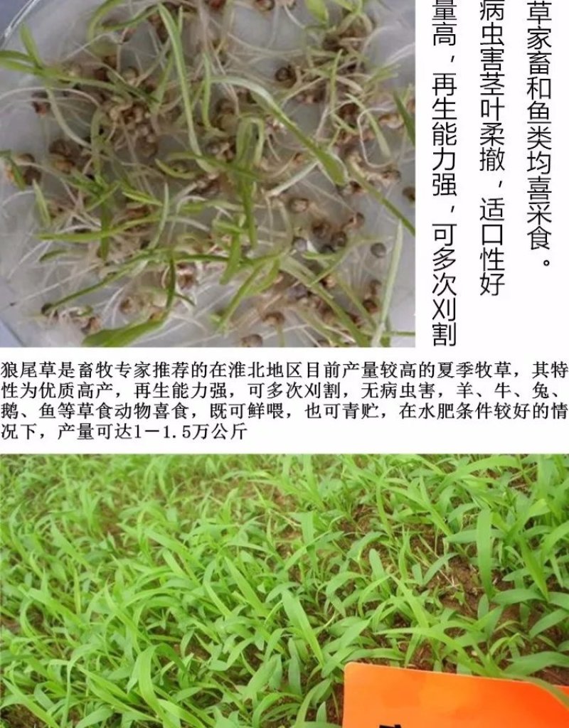 狼尾草种子发芽有保证售后无忧优质种