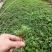 大量批发纯正九叶青花椒芽苗花椒杯苗花椒苗