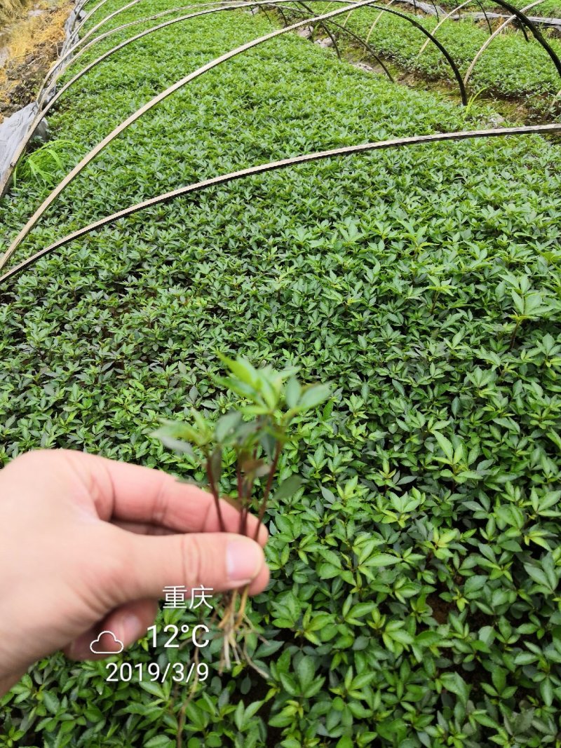 大量批发纯正九叶青花椒芽苗花椒杯苗花椒苗