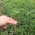 大量批发纯正九叶青花椒芽苗花椒杯苗花椒苗