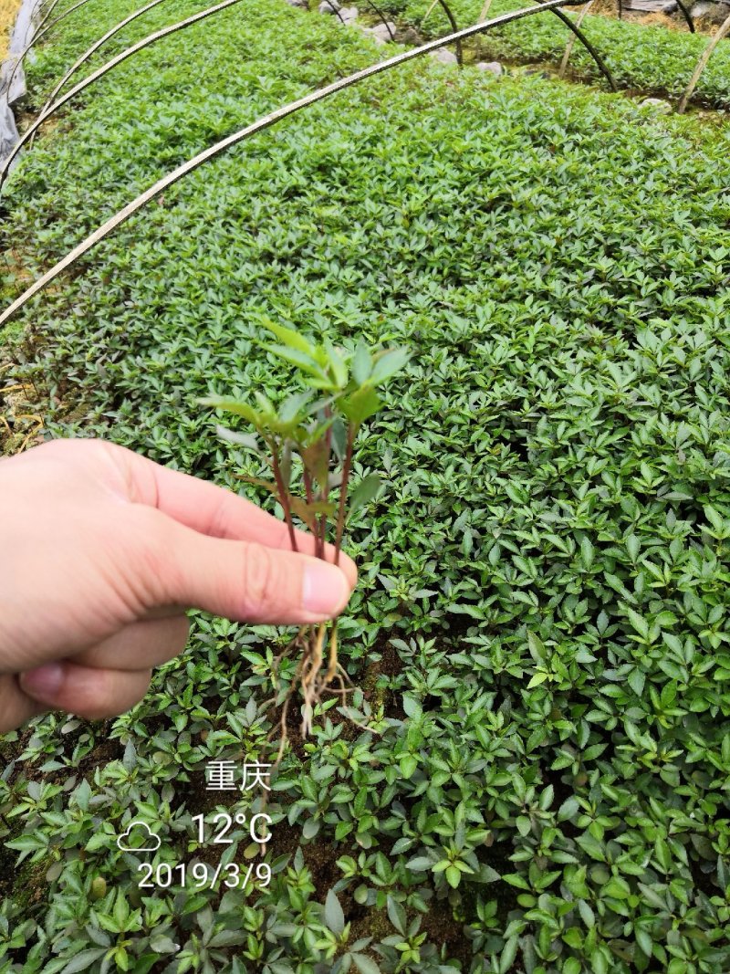 大量批发纯正九叶青花椒芽苗花椒杯苗花椒苗