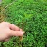大量批发纯正九叶青花椒芽苗花椒杯苗花椒苗