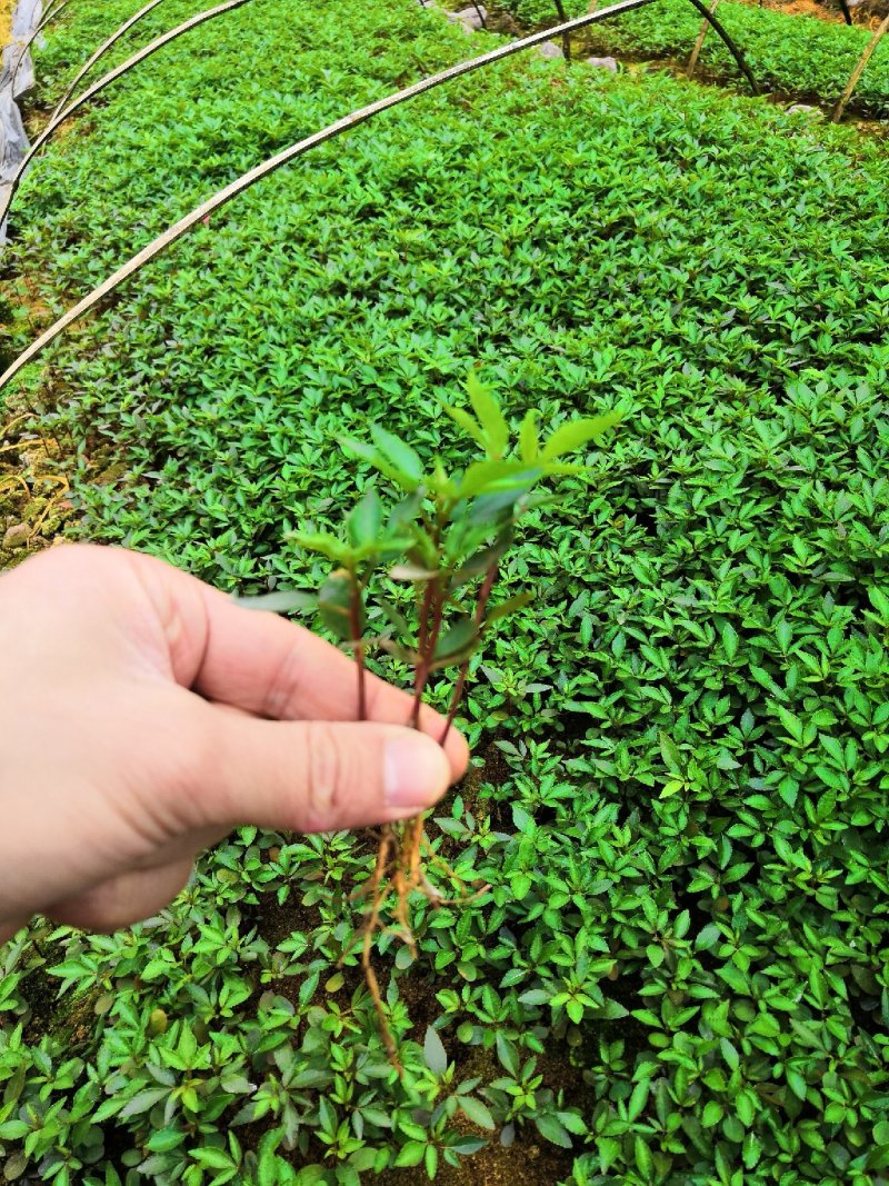 大量批发纯正九叶青花椒芽苗花椒杯苗花椒苗