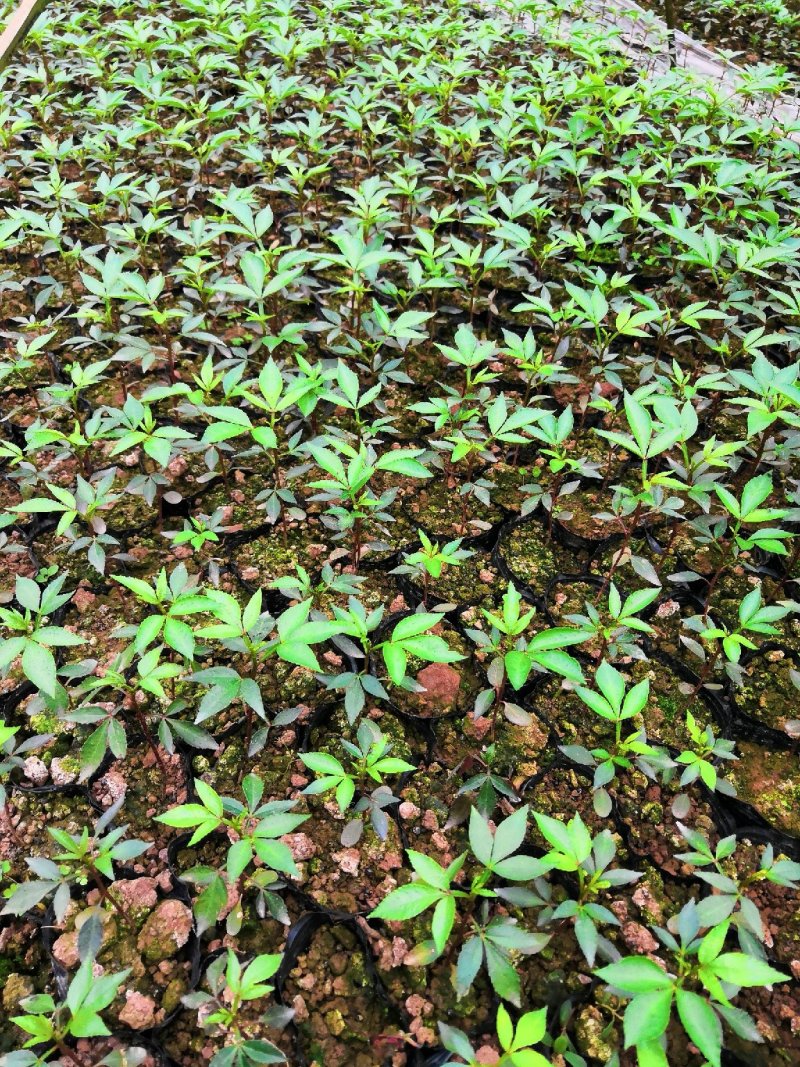 大量批发纯正九叶青花椒芽苗花椒杯苗花椒苗