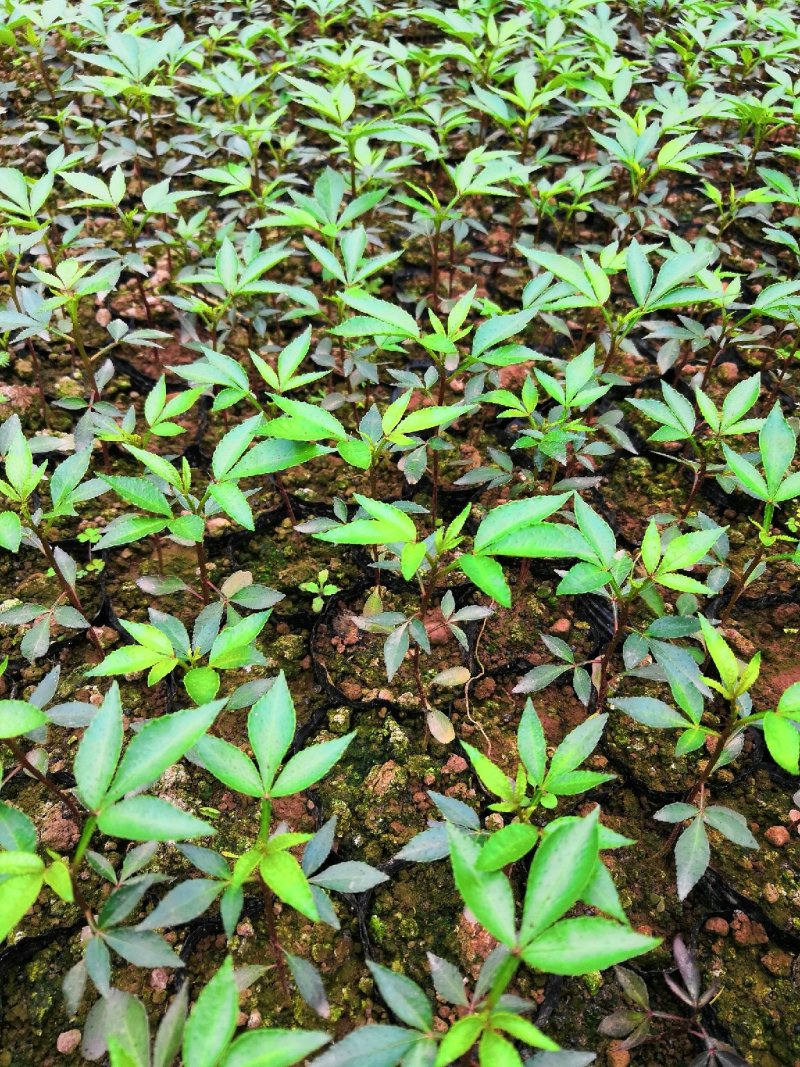 大量批发纯正九叶青花椒芽苗花椒杯苗花椒苗