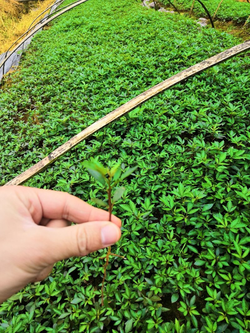 大量批发纯正九叶青花椒芽苗花椒杯苗花椒苗