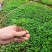 大量批发纯正九叶青花椒芽苗花椒杯苗花椒苗