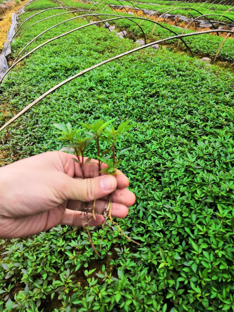 大量批发纯正九叶青花椒芽苗花椒杯苗花椒苗