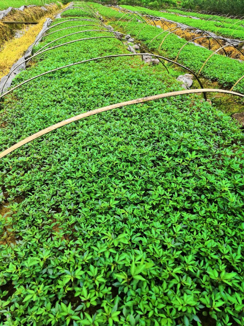 大量批发纯正九叶青花椒芽苗花椒杯苗花椒苗