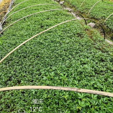 大量批发纯正九叶青花椒芽苗花椒杯苗花椒苗