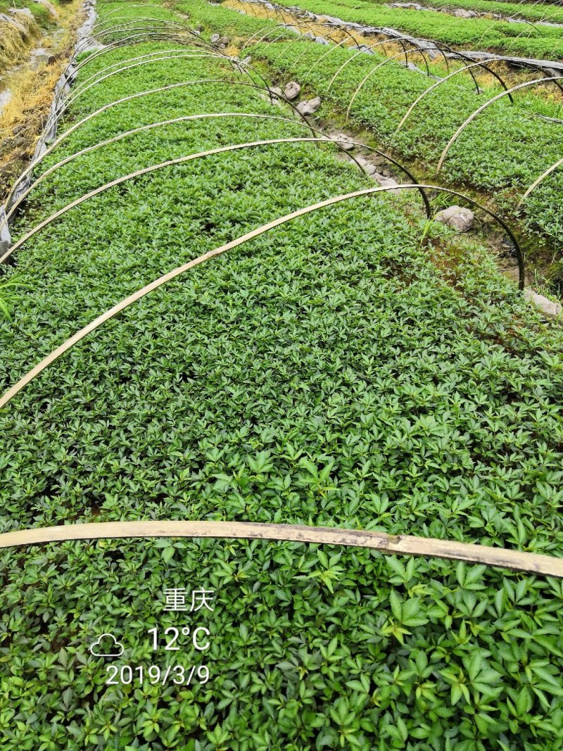 大量批发纯正九叶青花椒芽苗花椒杯苗花椒苗