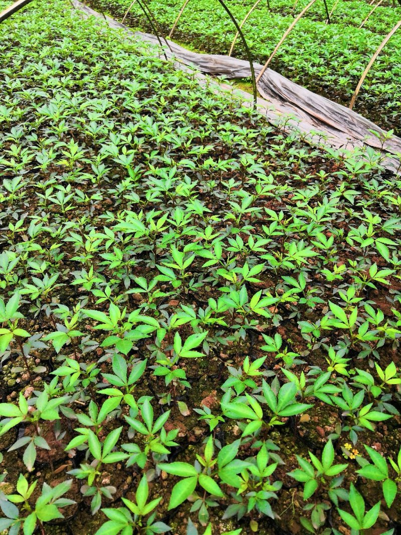 大量批发纯正九叶青花椒芽苗花椒杯苗花椒苗