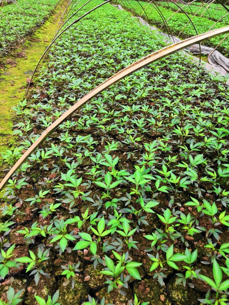 大量批发纯正九叶青花椒芽苗花椒杯苗花椒苗