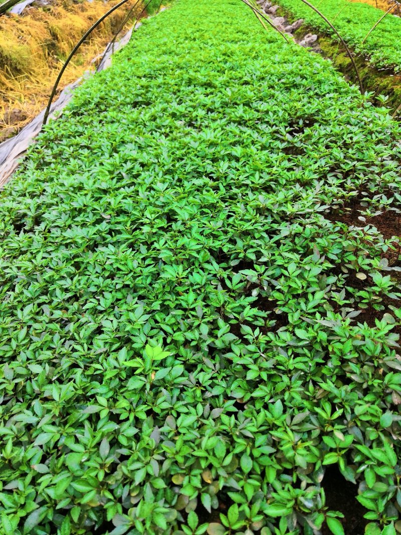 大量批发纯正九叶青花椒芽苗花椒杯苗花椒苗