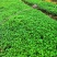 大量批发纯正九叶青花椒芽苗花椒杯苗花椒苗