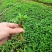 大量批发纯正九叶青花椒芽苗花椒杯苗花椒苗