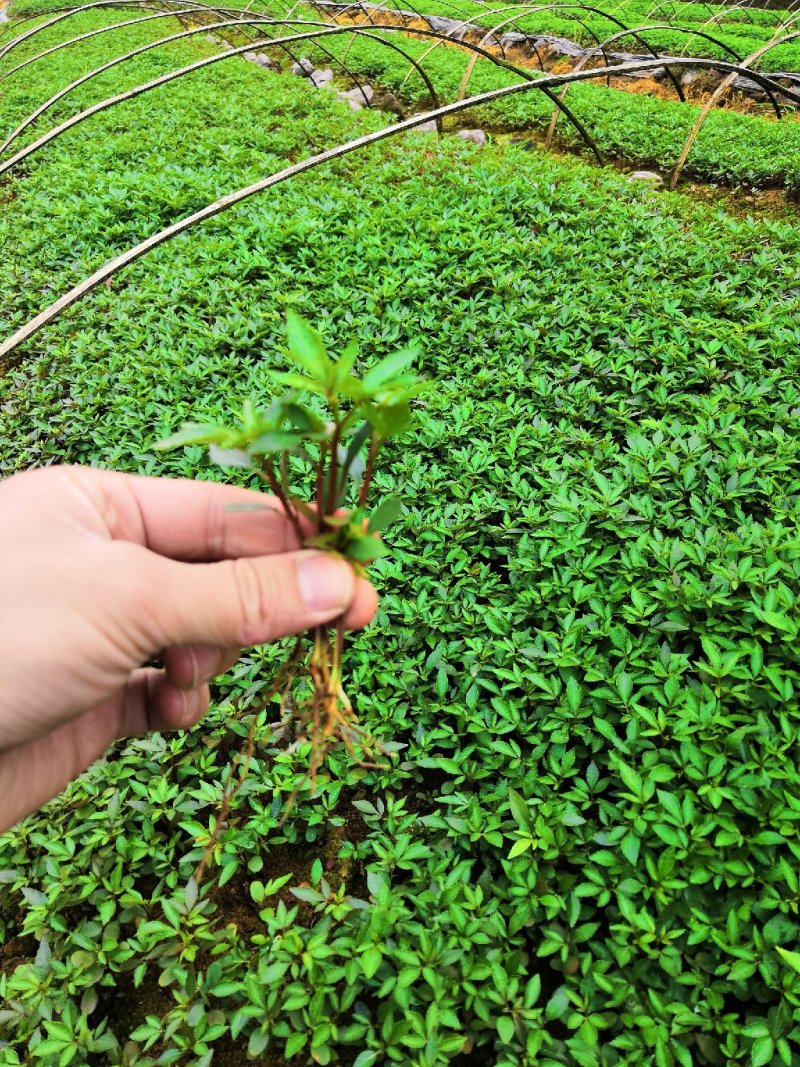 大量批发纯正九叶青花椒芽苗花椒杯苗花椒苗