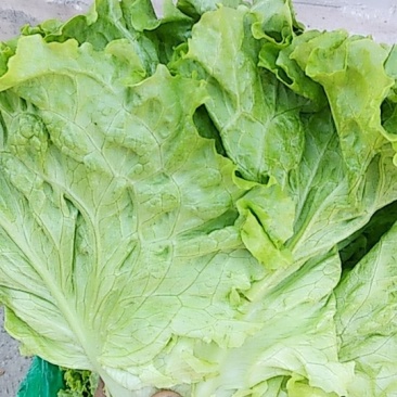 生菜