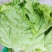 生菜