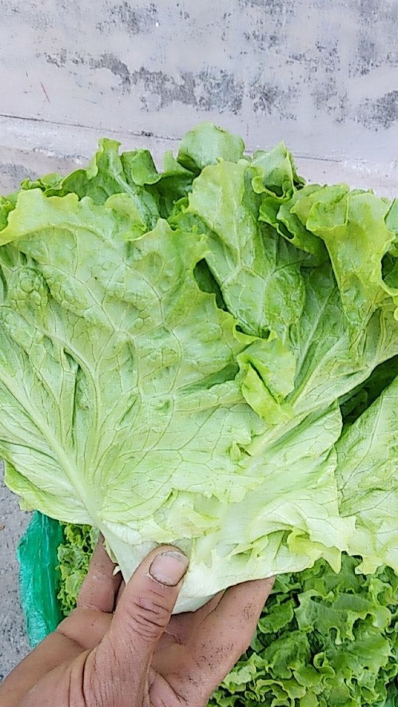 生菜