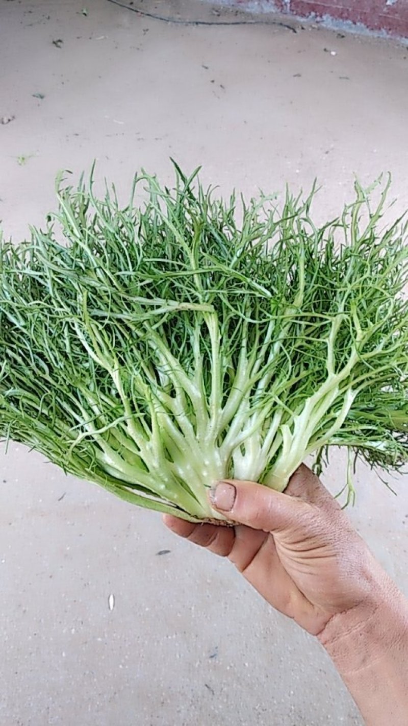 苦菊