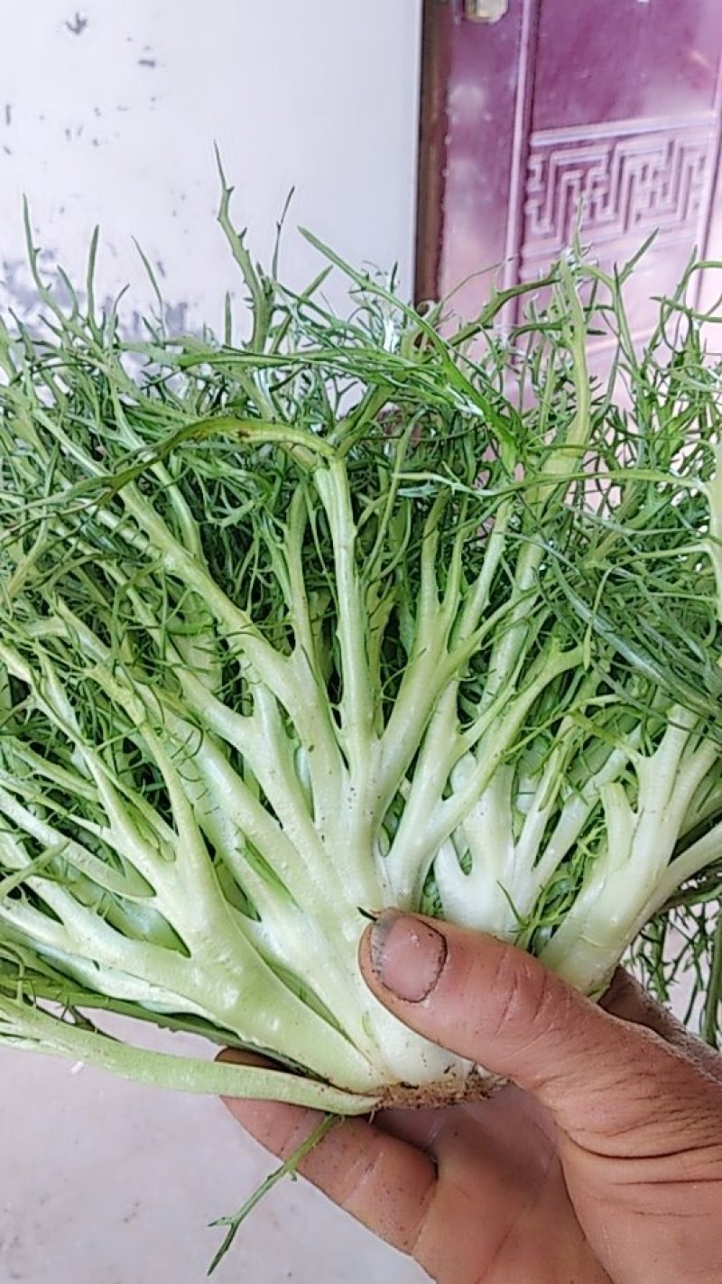 苦菊