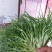 苦菊