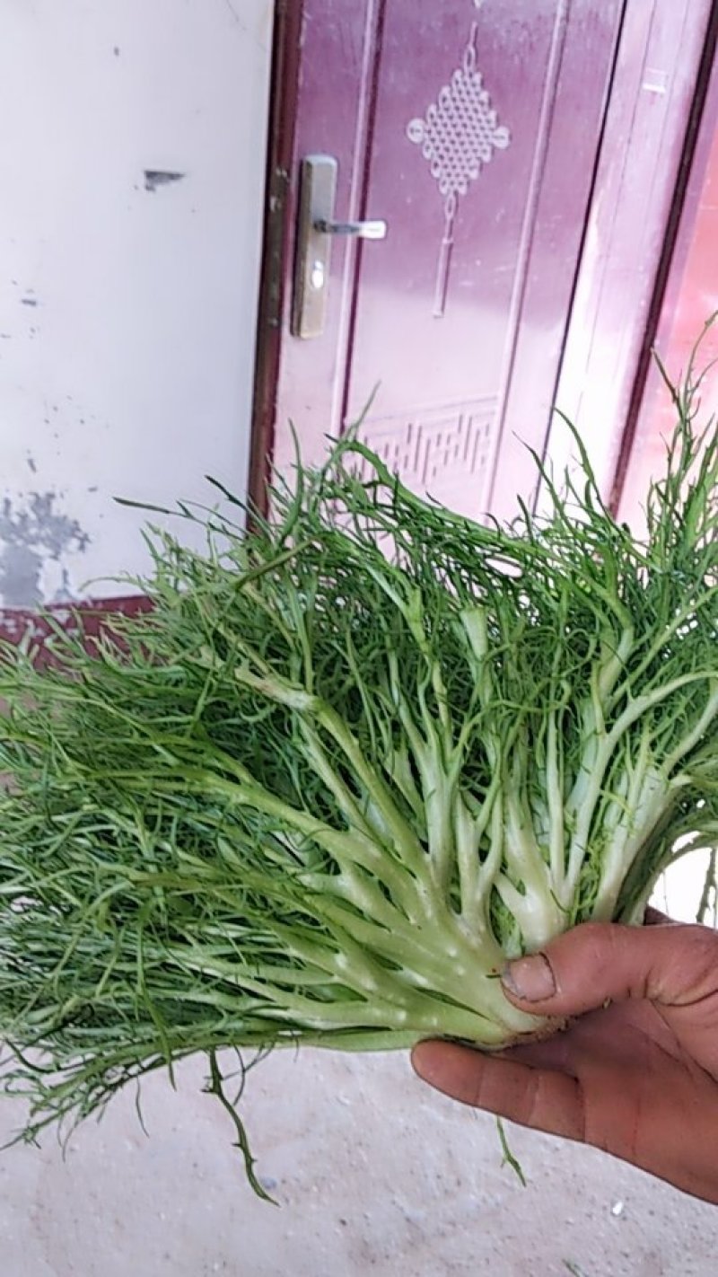 苦菊