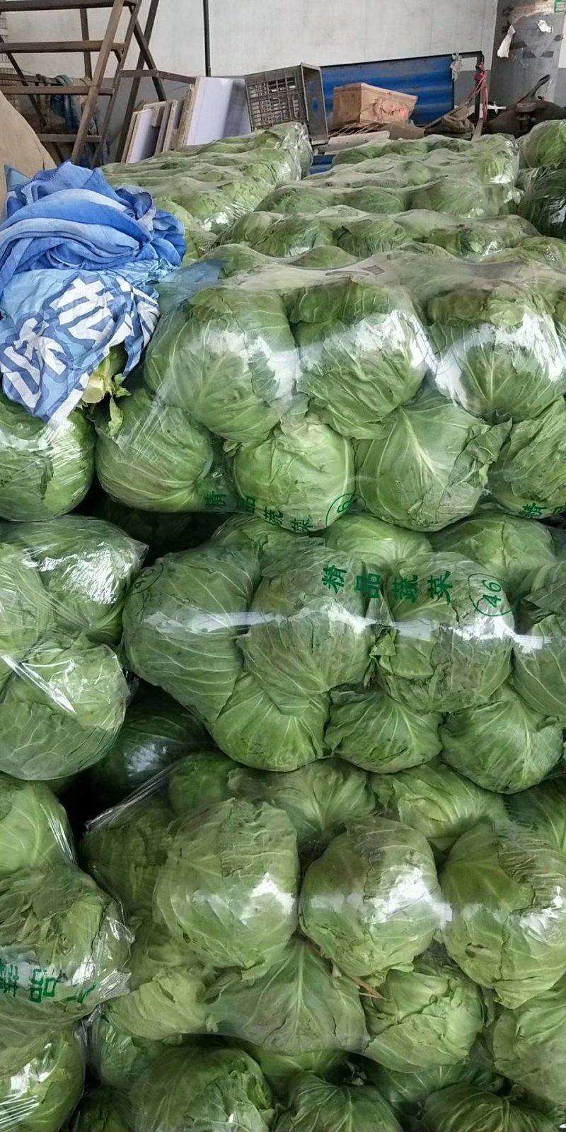 【优选】河北邯郸精品中甘甘蓝货源稳定产区发货价格优惠
