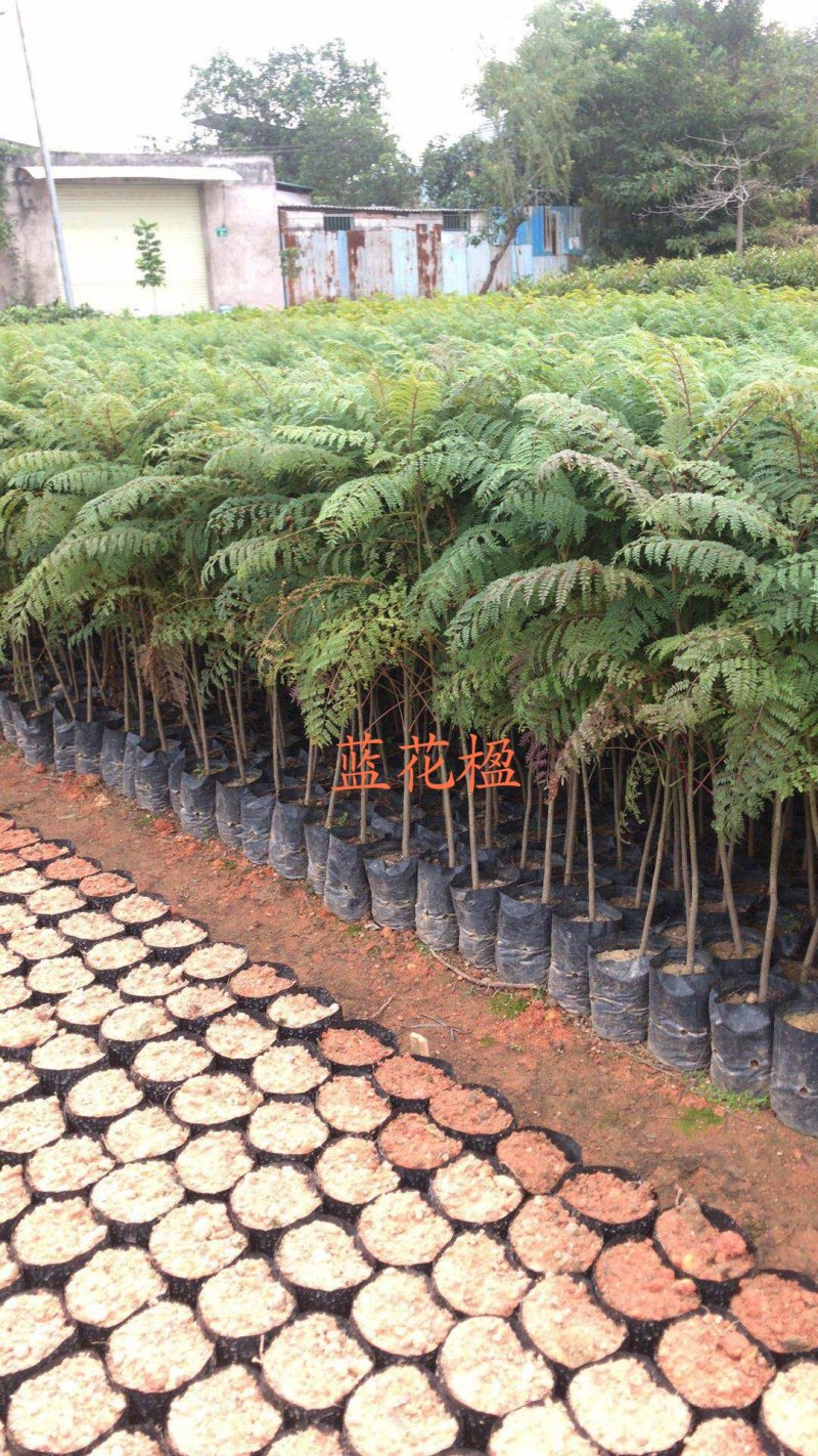蓝花楹（广东普宁蓝花楹供应商）（广东普宁蓝花楹小苗批发）