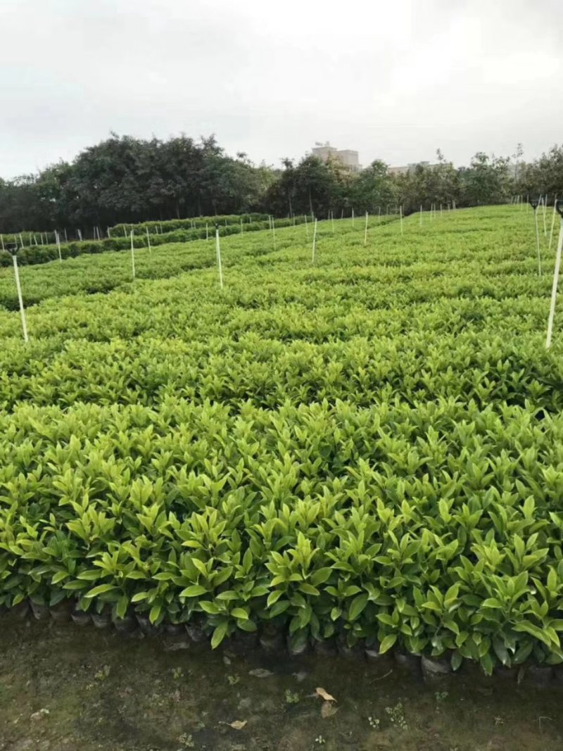 非洲茉莉（广东普宁非洲茉莉供应商）（广东普宁非洲茉莉批发