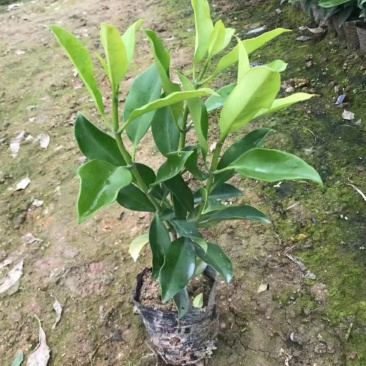 非洲茉莉（广东普宁非洲茉莉供应商）（广东普宁非洲茉莉批发