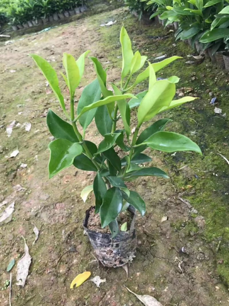 非洲茉莉（广东普宁非洲茉莉供应商）（广东普宁非洲茉莉批发