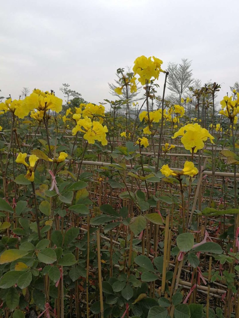 黄花风铃木（广东普宁黄花风铃木供应商）（黄花风铃木批发）