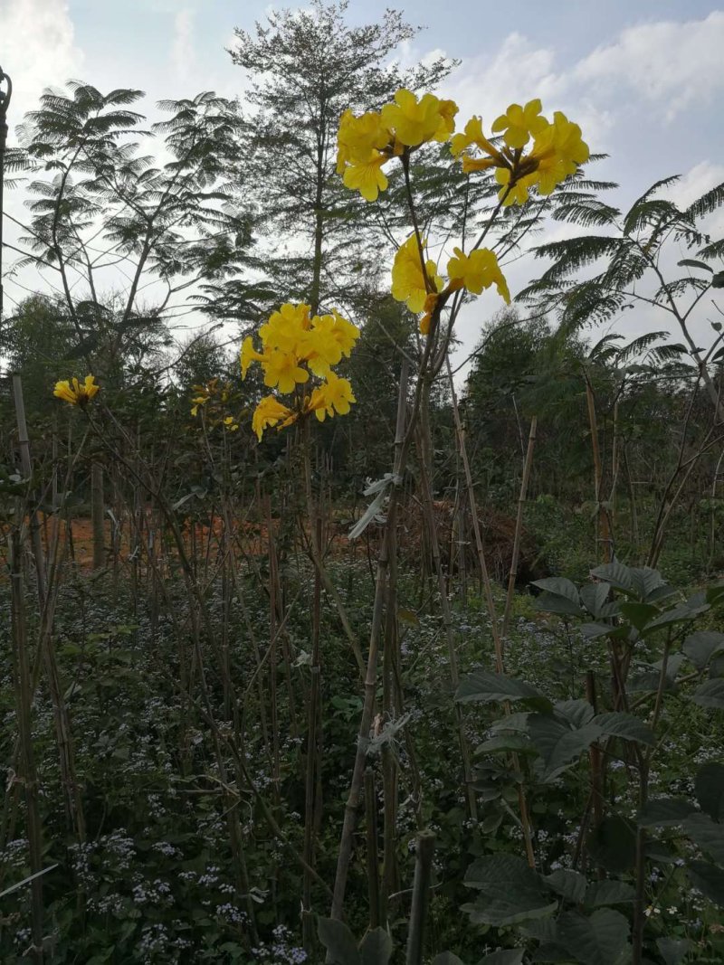 黄花风铃木（广东普宁黄花风铃木供应商）（黄花风铃木批发）