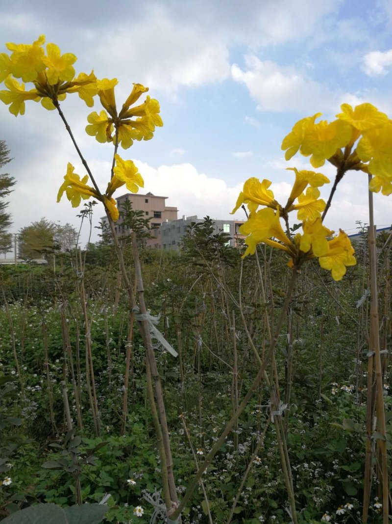 黄花风铃木（广东普宁黄花风铃木供应商）（黄花风铃木批发）