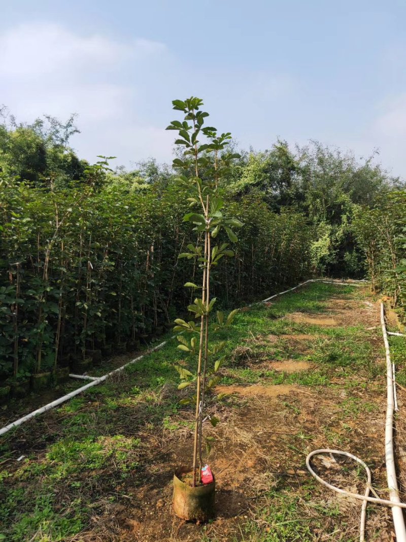 黄花风铃木（广东普宁黄花风铃木供应商）（黄花风铃木批发）