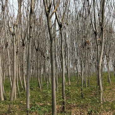 栾树9公分