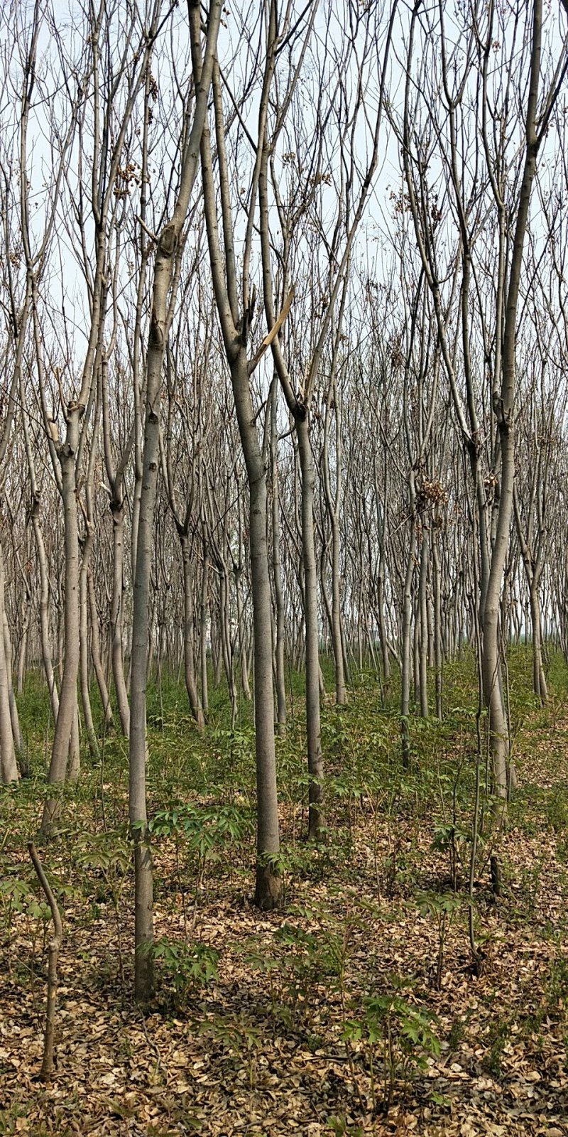 栾树9公分