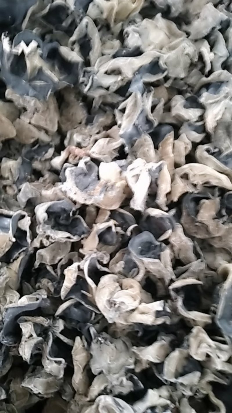 黑龙江木耳牡丹江第一茬黑木耳质量高产地直供欢迎来电