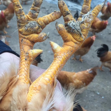 生态土鸡
