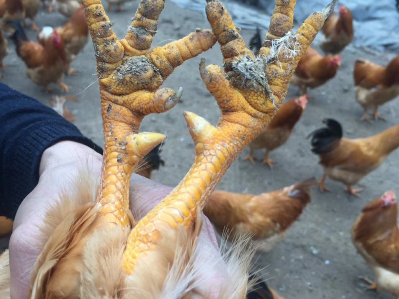 生态土鸡