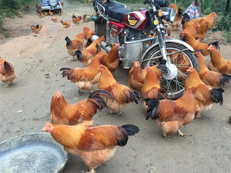 生态土鸡