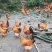生态土鸡