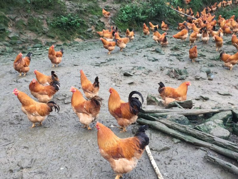生态土鸡