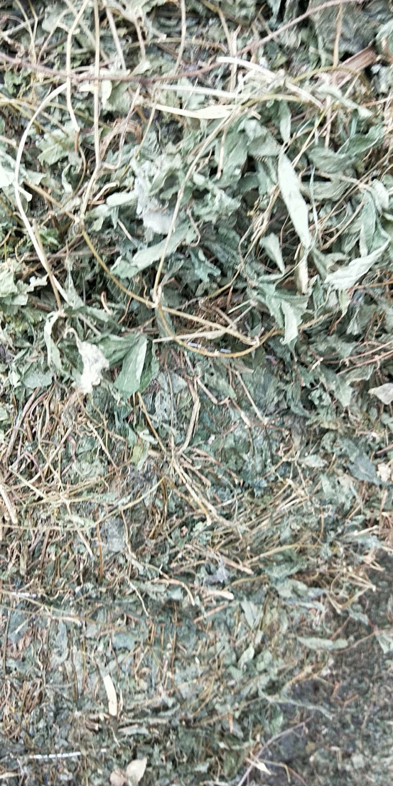 绞股蓝