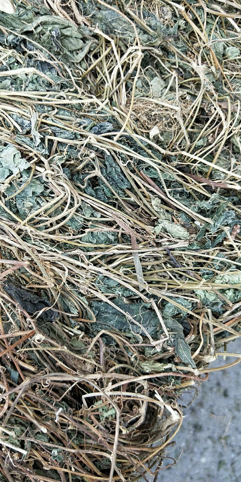 绞股蓝