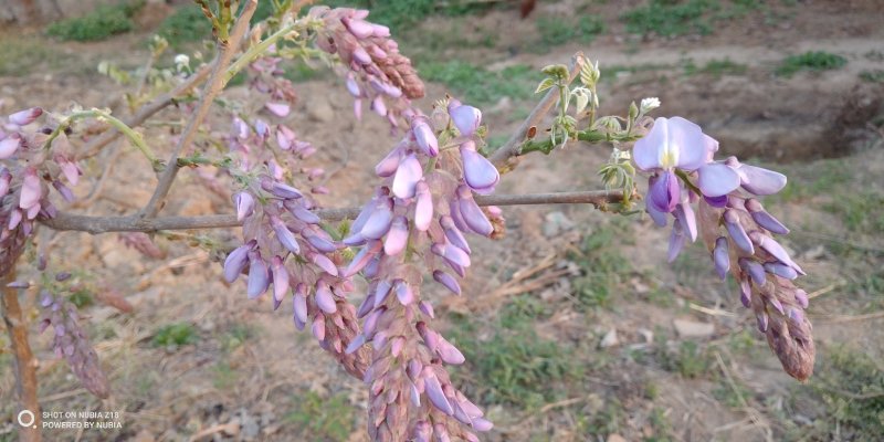 葛花产地直供