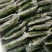 新鲜桑叶，冰鲜桑芽菜，品质保证，产地直销，无添加剂，绿色