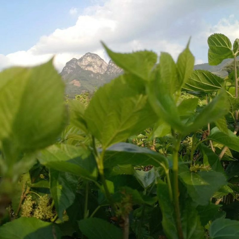 新鲜桑叶，冰鲜桑芽菜，品质保证，产地直销，无添加剂，绿色